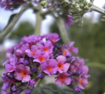 Buddleja davidii Flower Power - Schmetterlingsstrauch - hat dreifarbige Blütenrispen, die von hellviolett bis ins orange reichen. Durch ihren Duft wirken sie anziehend auf Schmetterlinge. Die Pflanze benötigt einen sonnigen Standort und besitzt eine sehr