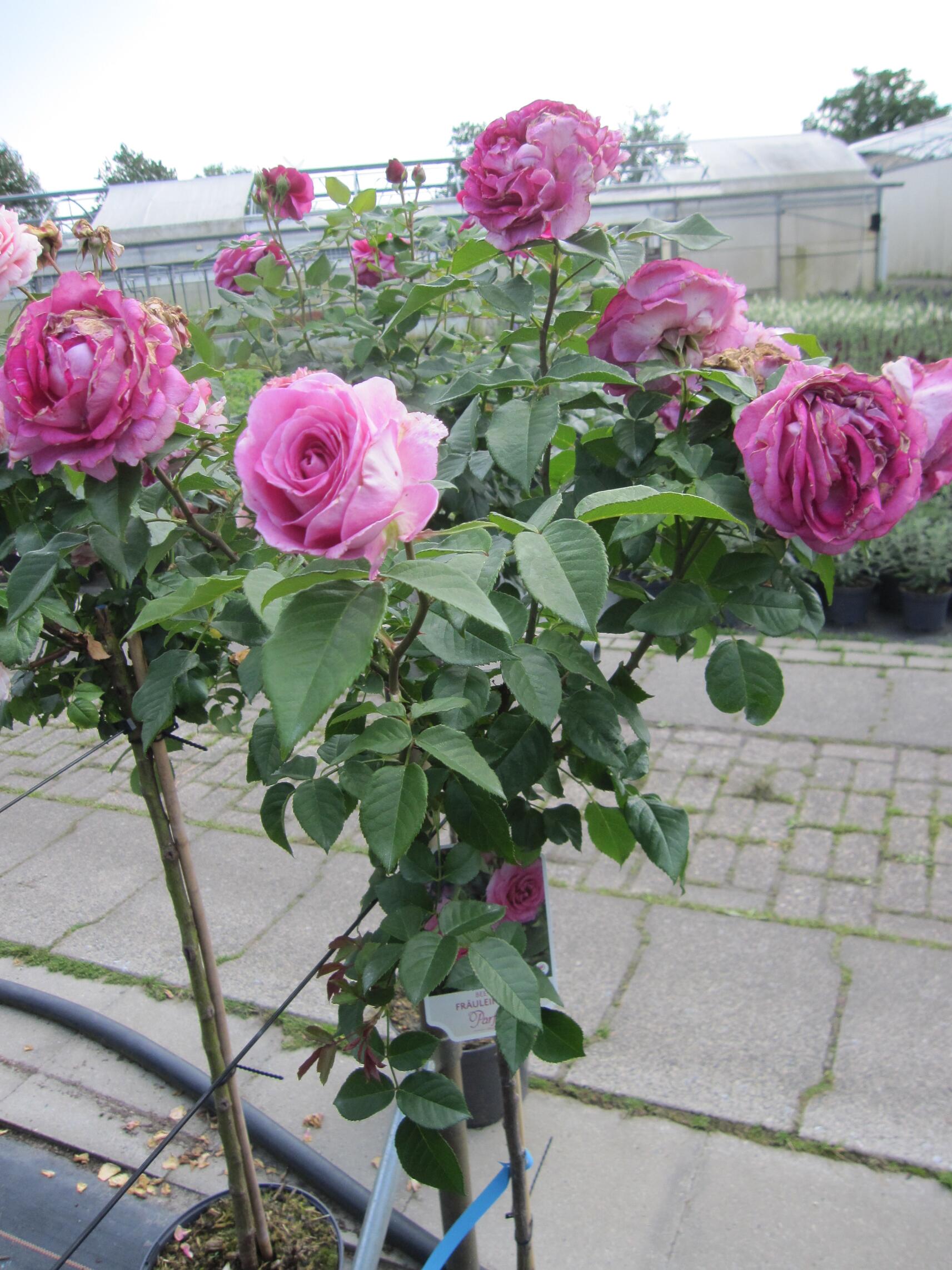 Rosa Fr Ulein Maria Hochstammrose Parfuma Rose Kordes Rose