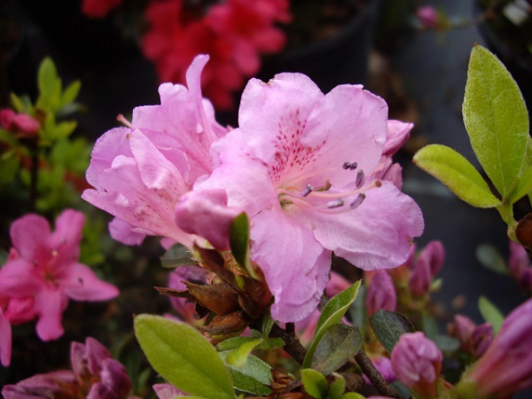 Japanische Azalee Multiflorum Lila Rhododendron Obtusum Multiflorum Lila