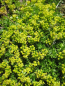 Preview: Das Andenpolster Minor ist immergrün