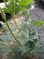 Preview: Ahorn palmatum Silhouette 2