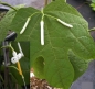 Preview: Alangium platanifolium 2