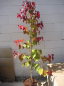 Preview: Cercis canadensis Eternal Flame 2