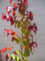 Preview: Cercis canadensis Eternal Flame 3