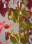 Preview: Cercis canadensis Eternal Flame 5
