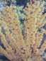 Preview: Forsythia intermedia Mikador1