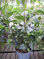 Preview: Gardenia jasminoides Double Diamonts 2