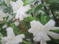 Preview: Gardenia jasminoides Double Diamonts 1