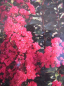Preview: Lagerstroemia indica Pink Velour  1
