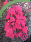 Preview: Lagerstroemia indica Pink Velour 4