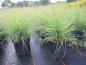 Preview: Miscanthus sinensis Cute One2