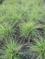 Preview: Miscanthus sinensis Cute One3