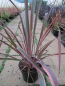 Preview: Phormium tenax Joker 1