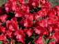 Preview: Rhododendron neriiflorum Burletta