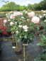 Preview: Stammrose Garden of Roses 4