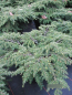 Preview: Tsuga canadensis gracilis3