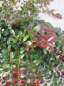 Preview: Kriechende Blaubeere Wells Delight - Vaccinium crassifolium Well' s Delight - 20-30cm