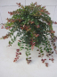 Preview: Kriechende Blaubeere Wells Delight - Vaccinium crassifolium Well' s Delight - 20-30cm