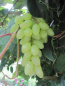 Preview: Vitis vinifera Centennial 3