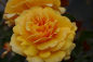 Preview: Die Beetrose Amber Queen® als bernsteinfarbene und stark gefüllte Rose