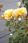 Preview: Die Beetrose Amber Queen® - Rosa Amber Queen® - bernsteinfarbend - Duft+ - Harkness-Rose eignet sich hervorragend zur Flächenbepflanzung.