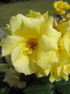 Preview: Die winterharte Beetrose Bayerngold® - Rosa Bayerngold® - reingelb - Tantau-Rose wächst buschig und kompakt an halbschattigen bzw. sonnigen Standorten.