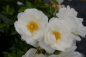 Preview: Beetrose Innocencia® - Rosa Innocencia® - reinweiß - Kordes-Rose - Rigo-Rose - ADR-Rose - hat einen buschigen, kompakten, aufrechten Wuchs.