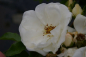 Preview: Beetrose Innocencia® - Rosa Innocencia® - reinweiß - Kordes-Rose - Rigo-Rose - ADR-Rose - begeistert mir reinweißen Blüten, die wundervoll zu dem dunkelgrünen, glänzenden Laub aussehen.