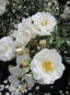 Preview: Beetrose Innocencia® - Rosa Innocencia® - reinweiß - Kordes-Rose - Rigo-Rose - ist ab Juni mit zahlreichen reinweißen, halbgefüllten Blüten bedeckt.