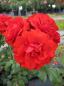 Preview: Beetrose Remembrance® - Rosa Remembrance® - orange-rot -Duft+ -  Harkness-Rose blüht sehr zahlreich mit orange-roten Blüten, die gefüllt sind und einen zarten Duft besitzen.