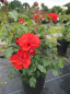 Preview: Beetrose Remembrance® - Rosa Remembrance® - orange-rot -Duft+ -  Harkness-Rose - wächst schön buschig, dicht und aufrecht.