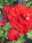 Preview: Die besonders winterharte Beetrose Remembrance® - Rosa Remembrance® - orange-rot -Duft+ -  Harkness-Rose - benötigt einen halbschattigen bzw. sonnigen Standort.
