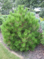 Preview: Pinus nigra Ruwer waechst sehr kompakt