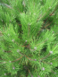 Preview: Pinus nigra Ruwer ist eine breitbuschig wachsende Schwarzkiefer