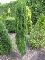 Preview: Taxus baccata micro2