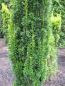 Preview: Taxus baccata micro3