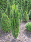 Preview: Taxus baccata micro1