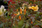 Preview: Bodendeckerrose Rosa Amber Sun® syn. Sonne des Allgäu - Rosa Amber Sun® syn. Sonne des Allgäu - Kleinstrauchrose - kupfergelb - Duft+ - Kordes-Rose - bevorzugt helle Standorte und einen humosen, gut durchlässigen Gartenerde.