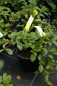 Preview: Cotoneaster dammeri var. radicans 4