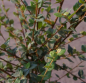 Preview: Cotoneaster dielsianus Diels 2