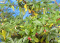Preview: Cotoneaster salicifolius Parkteppich 1