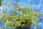 Preview: Cotoneaster salicifolius Parkteppich 2
