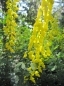 Preview: Cytisus nigricans Cyni - Schwarzer Ginster Cyni  - hat eine goldgelbe Blüte, die einen intensiven Honigduft verbreitet.