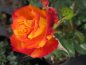 Preview: Beetrose Mein München® - Rosa Mein München® - Moderne Rose - Teehybride - rot-orange-gelb - Duft+ - blüht mit leicht duftenden, gefüllten, orangegelben bis orangeroten Blüten.