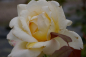 Preview: Edelrose Rosa Caroline Victoria® cremefarbend Duft++ hat eine schön gefüllte Blüte.