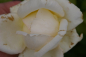 Preview: Edelrose Rosa Caroline Victoria® cremefarbend Duft++benötigt einen halbschattigen bis sonnigen Standort.