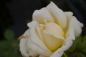 Preview: Edelrose Rosa Caroline Victoria® cremefarbend Duft++ benötigt einen humosen und gut durchlässigen Gartenboden.