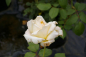 Preview: Edelrose Rosa Caroline Victoria® cremefarbend Duft++  wird ca. 90 cm hoch und 60 cm breit.