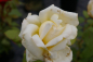 Preview: Edelrose Rosa Caroline Victoria® cremefarbend Duft++ ist gut als Einzel- oder auch als Kübelpflanze, aber auch als Gruppenpflanze geeignet.