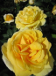 Preview: Die besonders winterharte Beetrose Sunlight Romantica® - Rosa Sunlight Romantica® - leuchtend gelb - Duft+++ - Meilland-Rose - hat einen kompakten, buschigen Wuchs. Die Rose benötigt einen halbschattigen oder sonnigen Standort.